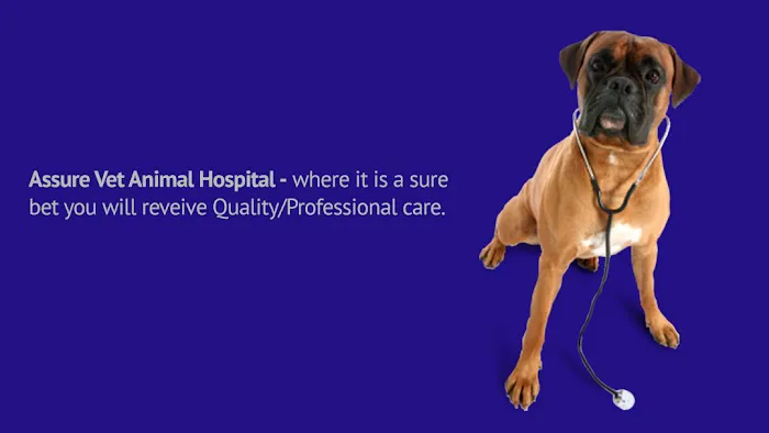 Assure Vet Animal Hospital 12