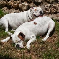 Kitty Hawk Animal Hospital ico