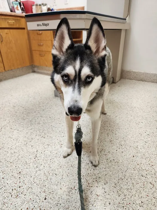 Kitty Hawk Animal Hospital 12