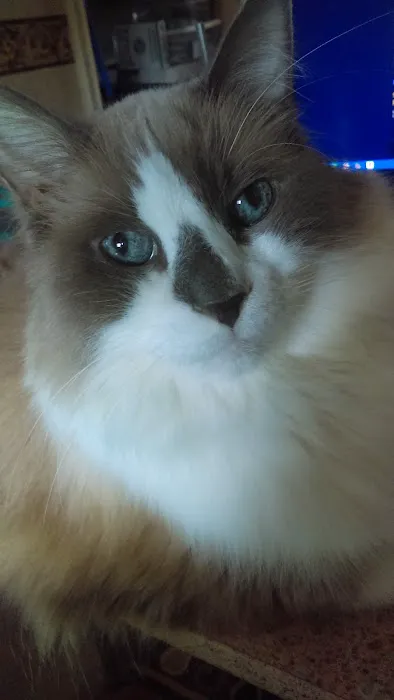 Kitty Hawk Animal Hospital 12