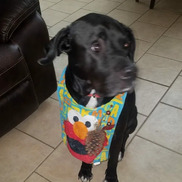 Banfield Pet Hospital 12