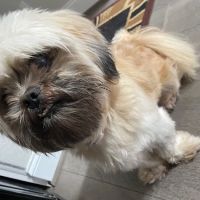 Banfield Pet Hospital ico