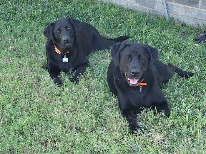 Housecall Veterinarian 12