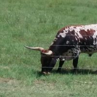 Housecall Veterinarian ico