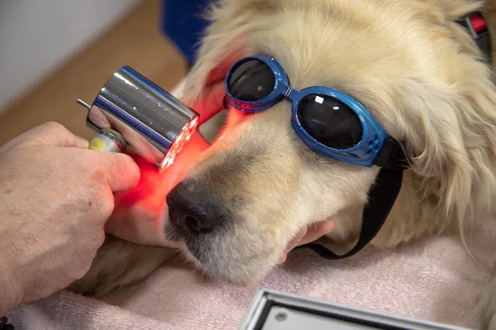 Converse Animal Hospital 2