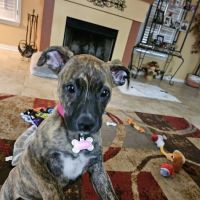 VCA Veterinary Hospital of Leon Springs ico