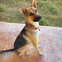 Hooves & Paws Veterinary Clinic ico
