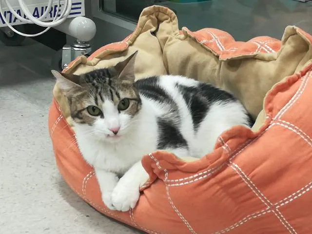 Dominion Crossing Veterinary Hospital 12