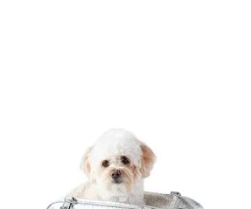 Coco’s Natural Pet Supply & Boutique