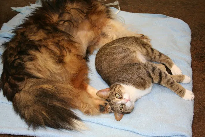 North Blount Animal Hospital 5