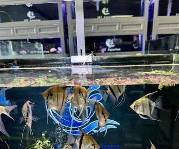 J&Y Aquarium