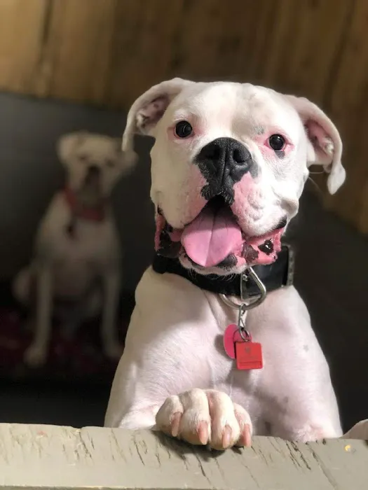 Holly Pond Animal Clinic 12