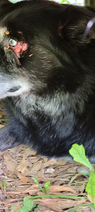 Holly Pond Animal Clinic 12