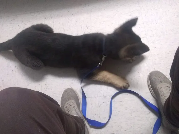 Holly Pond Animal Clinic 12