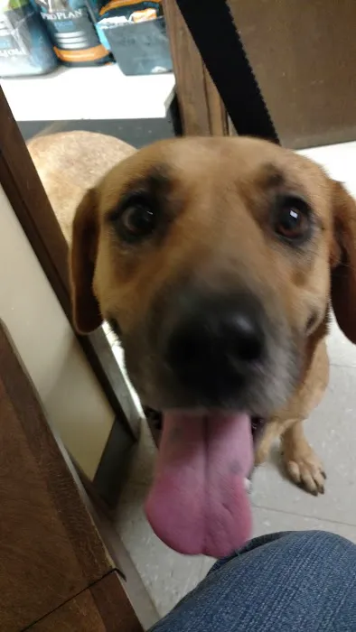 Holly Pond Animal Clinic 12