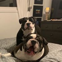 Westside Veterinary Hospital ico