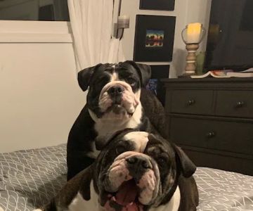 Westside Veterinary Hospital