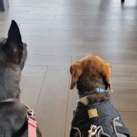 Westside Veterinary Hospital: Wilks Andy DVM ico