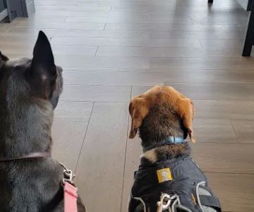 Westside Veterinary Hospital: Wilks Andy DVM