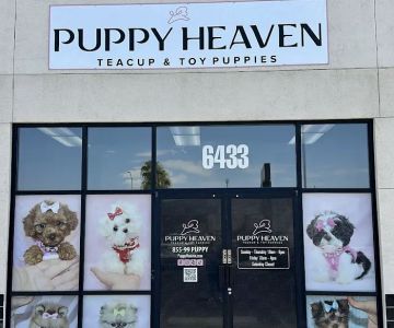 Puppy Heaven - Teacup & Toy Puppies for Sale