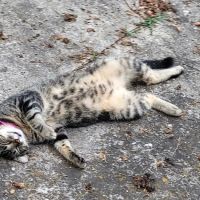 Little Cahaba Animal Hospital ico