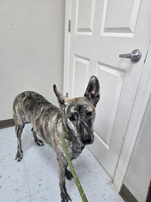 Little Cahaba Animal Hospital 12