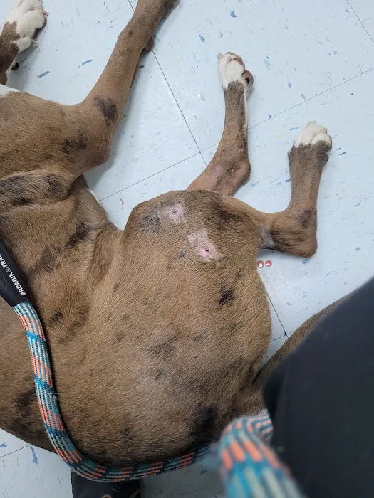 Little Cahaba Animal Hospital 12
