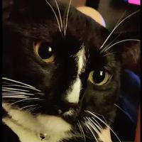 Emergency Pet Care ico