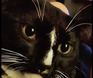 Emergency Pet Care