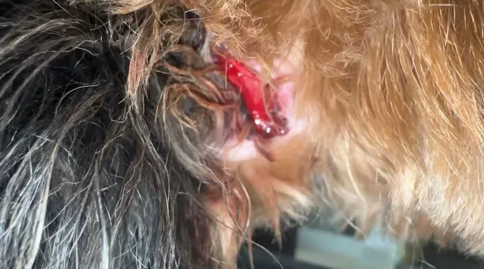 Emergency Pet Care 12