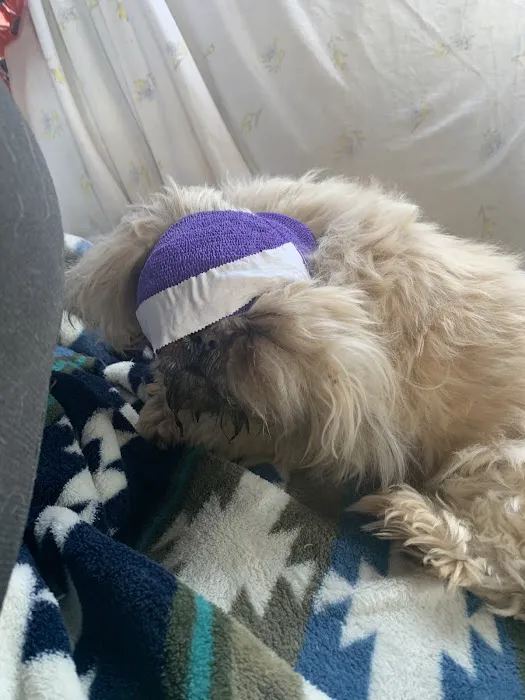 Emergency Pet Care 12