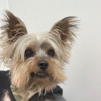 Argo Animal Clinic ico