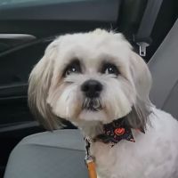 Trussville Animal Hospital ico