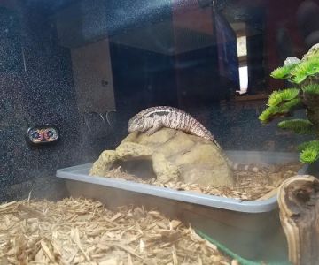 LLLReptile & Supply Henderson