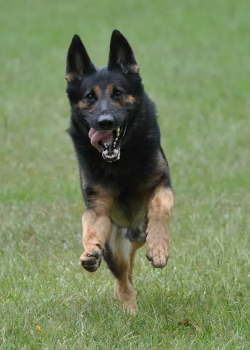 Deerfoot Animal Clinic 12