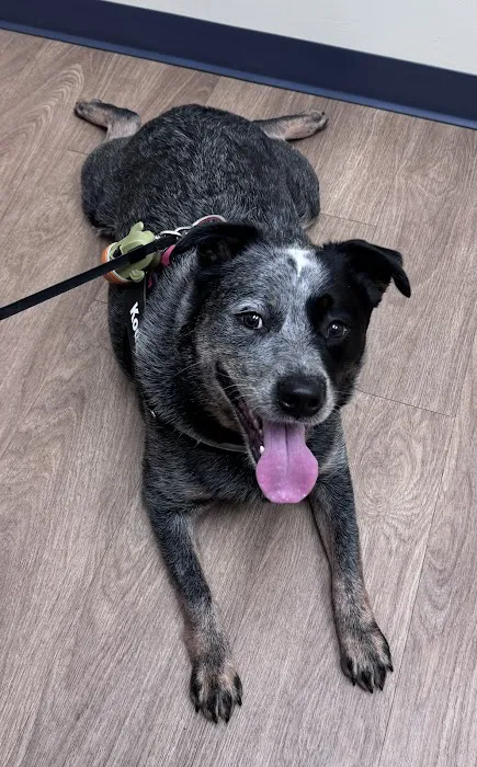 Deerfoot Animal Clinic 12