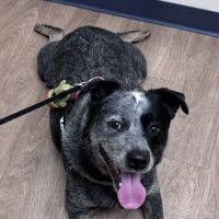Deerfoot Animal Clinic ico