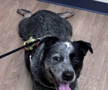 Deerfoot Animal Clinic