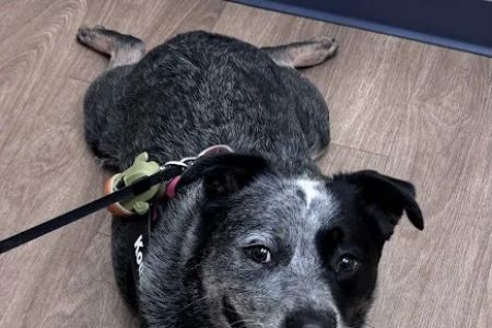 Deerfoot Animal Clinic