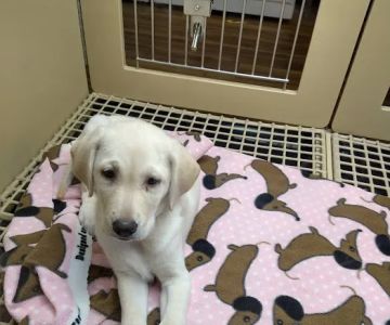 Petland Henderson