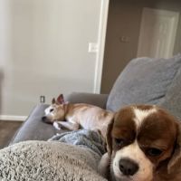 Main Street Animal Clinic: Hodges Jeremy DVM ico