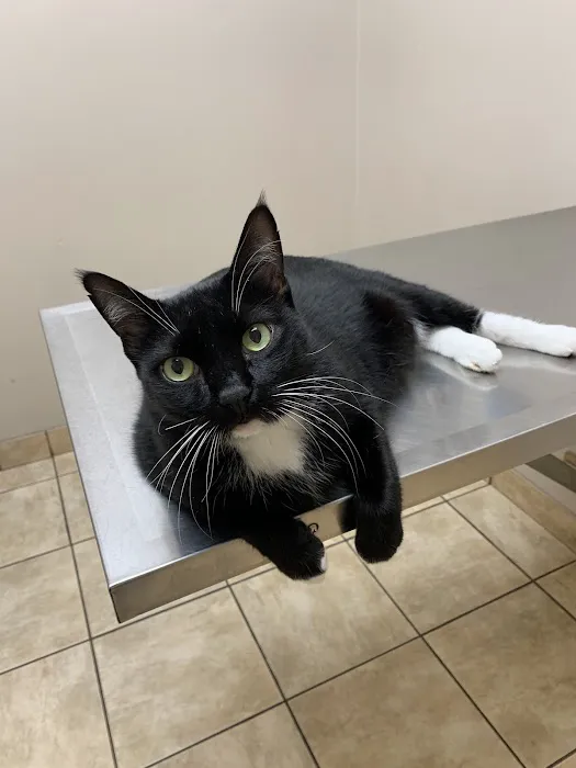 Trussville Main Street Animal Clinic 12