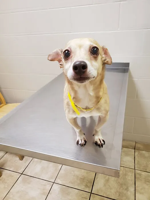 Trussville Main Street Animal Clinic 12