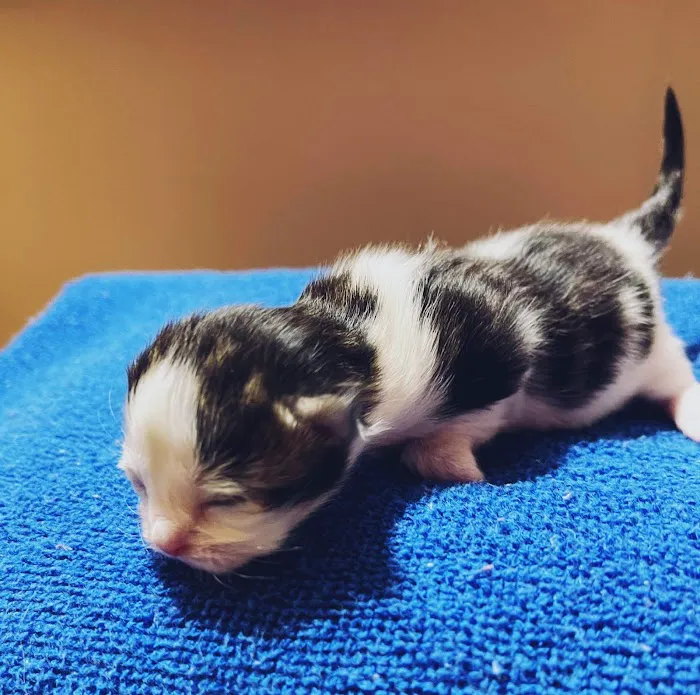 Trussville Main Street Animal Clinic 12