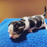 Trussville Main Street Animal Clinic ico