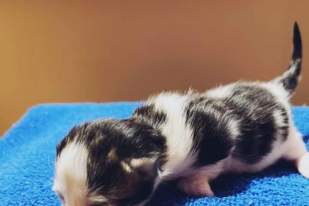 Trussville Main Street Animal Clinic
