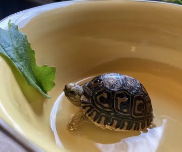 TortoiseSupply.com