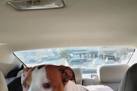 Banfield Pet Hospital