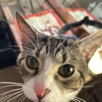 Iredell Companion Animal Hospital ico