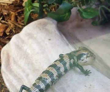 Scales 'N Tails Las Vegas